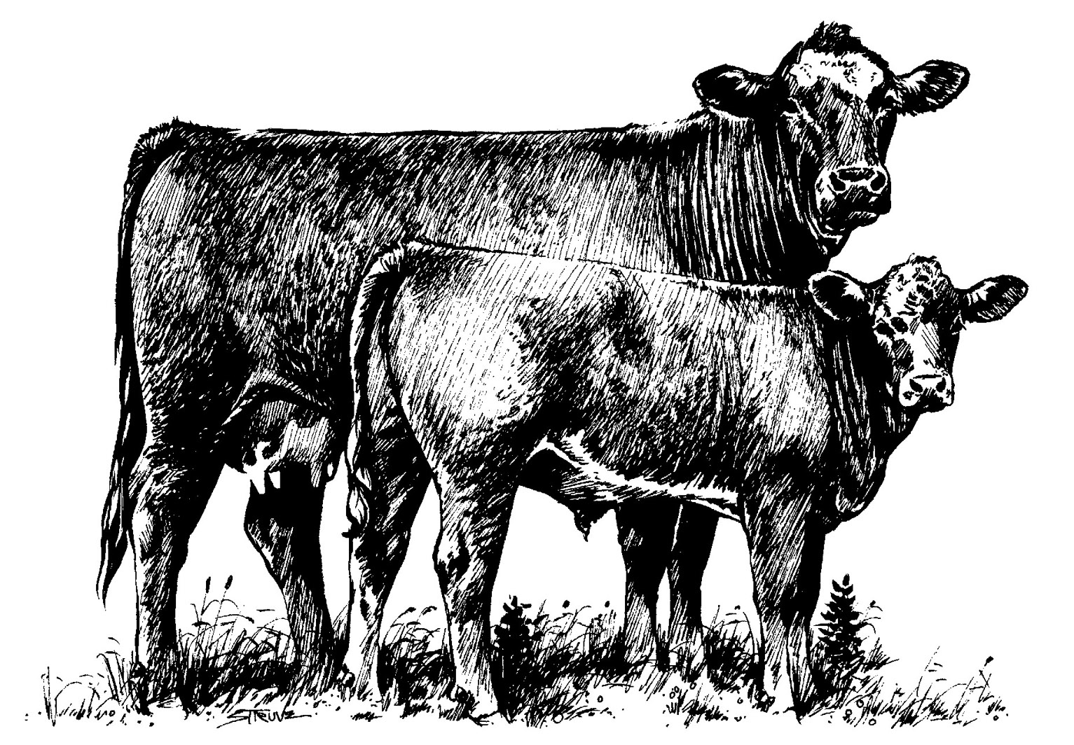 cow and calf clipart - photo #32